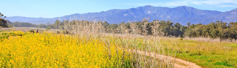 Ellwood Mesa Restoration