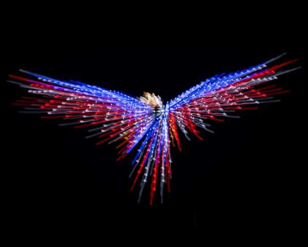 Eagle in drone lights (credit: Ashton Belding)