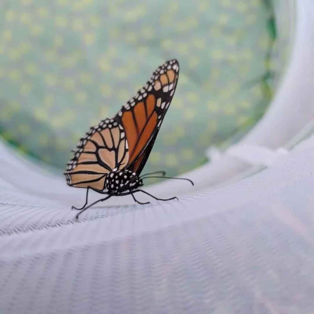 Lulu the Monarch Butterfly